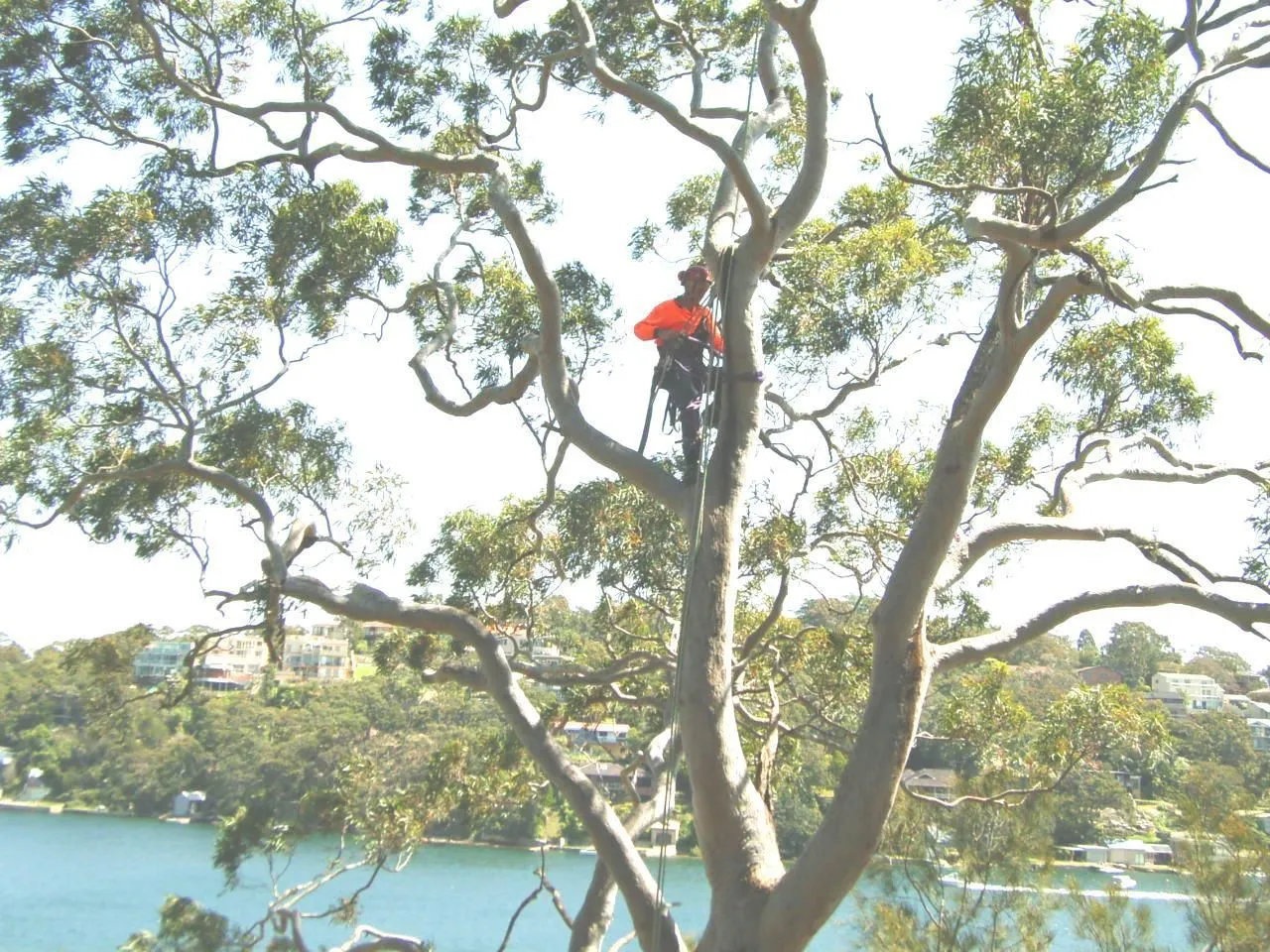 Above All arborist climbing a gum above a Port Hacking waterfront in the Sutherland Shire